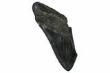 Partial Fossil Megalodon Tooth - South Carolina #374268-1